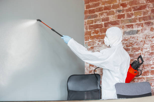 Best Environmental Consulting for Mold Prevention  in Lineville, AL